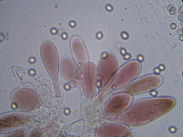 Pluteus podospileus Sacc. & Cub.